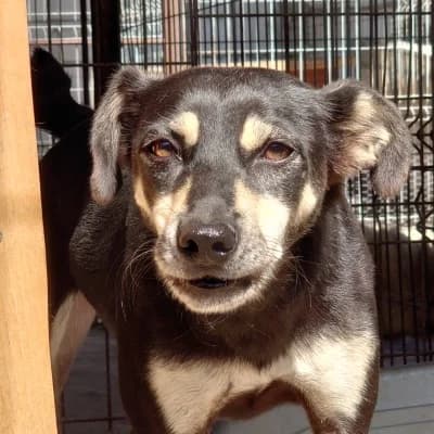Margo, female 4yo Mixed Breed for adoption at Stichting Happy Dogs of Romania, KG Uithoorn