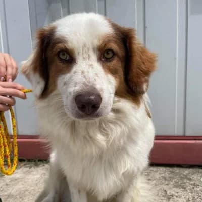 Marty, male 3yo Mixed Breed for adoption at Stichting Happy Dogs of Romania, KG Uithoorn
