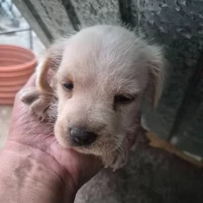 Mello, male Mixed Breed for adoption at Stichting Happy Dogs of Romania, KG Uithoorn