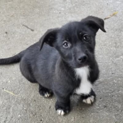 Merlin, male Mixed Breed for adoption at Stichting Happy Dogs of Romania, KG Uithoorn