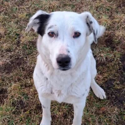 Milky, female Mixed Breed for adoption at Stichting Happy Dogs of Romania, KG Uithoorn