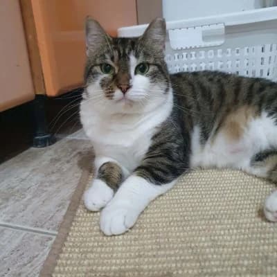Miriam, female Mixed Breed for adoption at Stichting Happy Dogs of Romania, KG Uithoorn