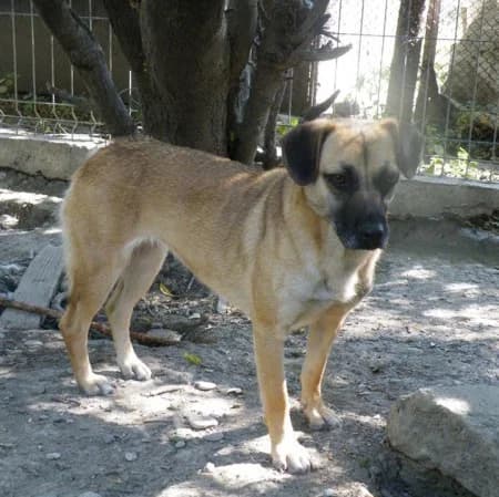 Mona, female Mixed Breed for adoption at Stichting Happy Dogs of Romania, KG Uithoorn