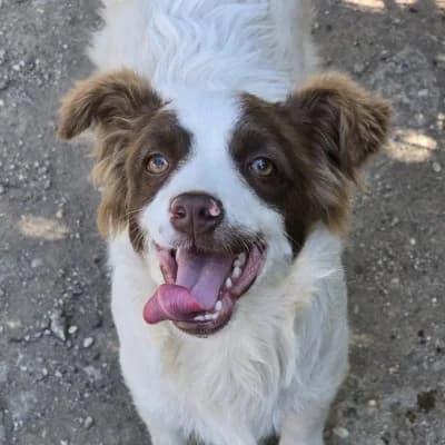 Moritz, male young Mixed Breed for adoption at Stichting Happy Dogs of Romania, KG Uithoorn