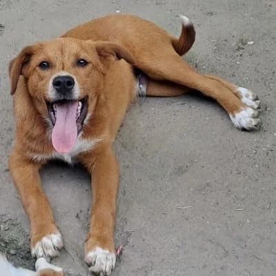 Murphy, male young Mixed Breed for adoption at Stichting Happy Dogs of Romania, KG Uithoorn