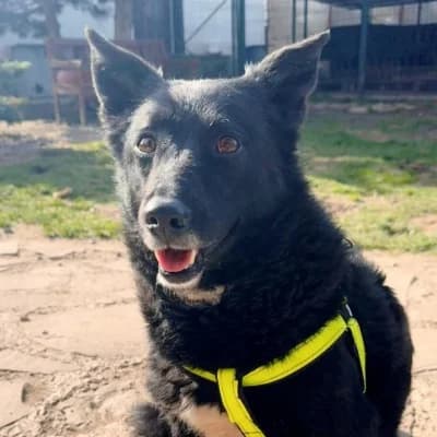 Mystic, female Mixed Breed for adoption at Stichting Happy Dogs of Romania, KG Uithoorn