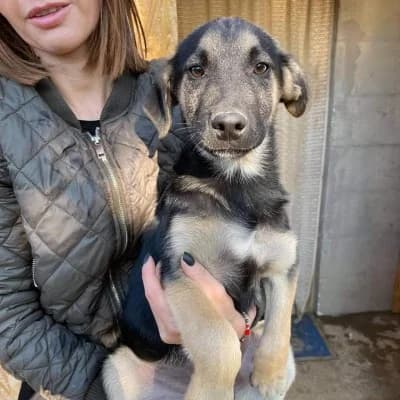 Nero, male 4yo Mixed Breed for adoption at Stichting Happy Dogs of Romania, KG Uithoorn