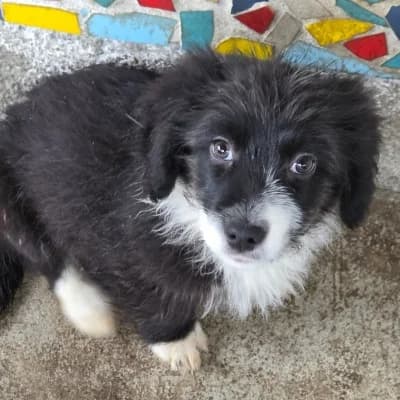 Nils-Oliver, male Mixed Breed for adoption at Stichting Happy Dogs of Romania, KG Uithoorn