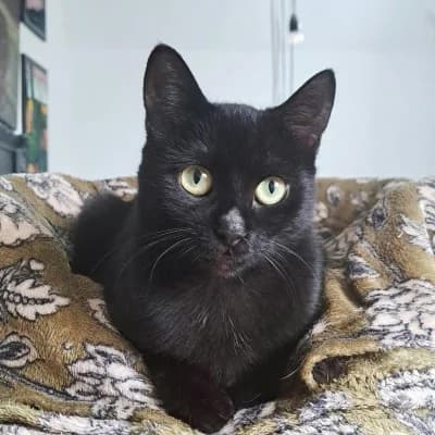 Noir, female Mixed Breed for adoption at Stichting Happy Dogs of Romania, KG Uithoorn