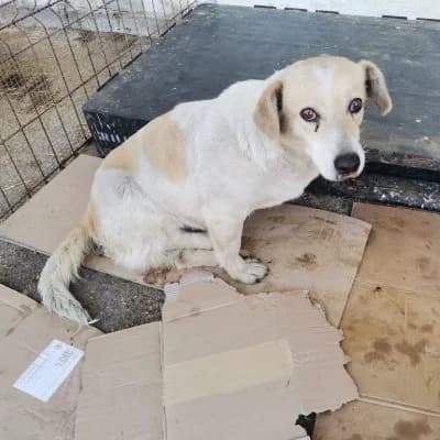 Octavia, female 7yo Mixed Breed for adoption at Stichting Happy Dogs of Romania, KG Uithoorn
