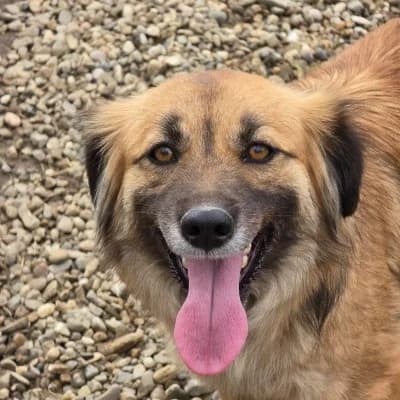Olivia, female 3yo Mixed Breed for adoption at Stichting Happy Dogs of Romania, KG Uithoorn