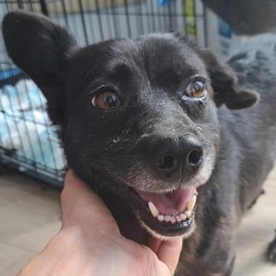 Ollie, male 4yo Mixed Breed for adoption at Stichting Happy Dogs of Romania, KG Uithoorn