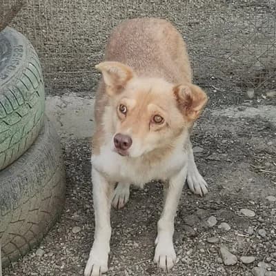 Papaya, female senior Mixed Breed for adoption at Stichting Happy Dogs of Romania, KG Uithoorn