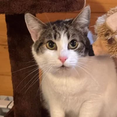 Penny, female Mixed Breed for adoption at Stichting Happy Dogs of Romania, KG Uithoorn