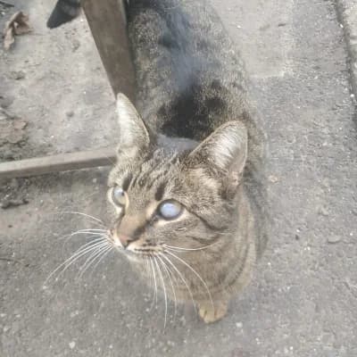 Pitucutza, female Mixed Breed for adoption at Stichting Happy Dogs of Romania, KG Uithoorn