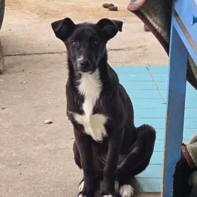 Printzesá, female young Mixed Breed for adoption at Stichting Happy Dogs of Romania, KG Uithoorn