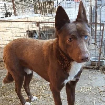 Pumpkin, male Mixed Breed for adoption at Stichting Happy Dogs of Romania, KG Uithoorn