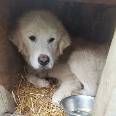 Reggie, male Mixed Breed for adoption at Stichting Happy Dogs of Romania, KG Uithoorn