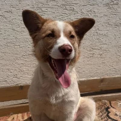 Renata, female young Mixed Breed for adoption at Stichting Happy Dogs of Romania, KG Uithoorn