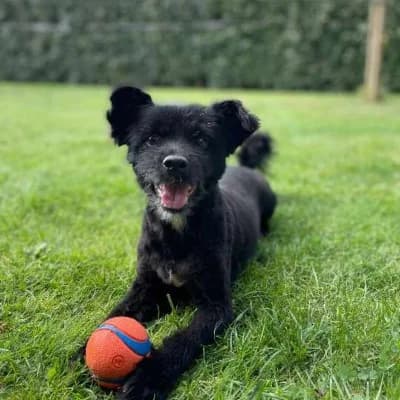 Riki, male Mixed Breed for adoption at Stichting Happy Dogs of Romania, KG Uithoorn