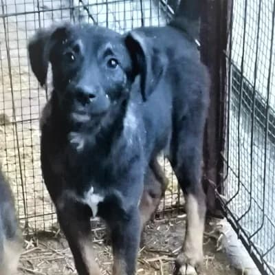 Rocco, male 4yo Mixed Breed for adoption at Stichting Happy Dogs of Romania, KG Uithoorn