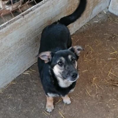 Roxanne, female young Mixed Breed for adoption at Stichting Happy Dogs of Romania, KG Uithoorn