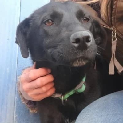 Sable, female young Mixed Breed for adoption at Stichting Happy Dogs of Romania, KG Uithoorn