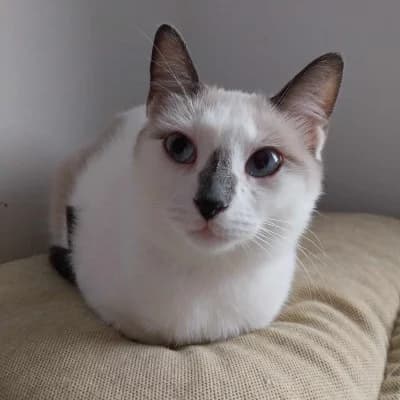 Sadie, female Mixed Breed for adoption at Stichting Happy Dogs of Romania, KG Uithoorn