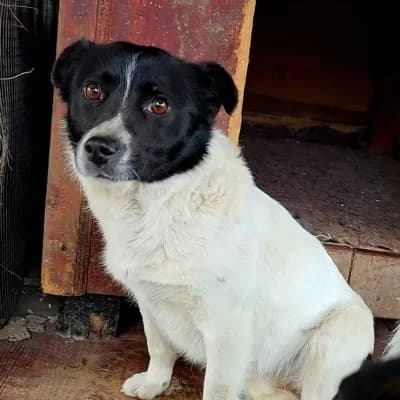 Sadie, female Mixed Breed for adoption at Stichting Happy Dogs of Romania, KG Uithoorn