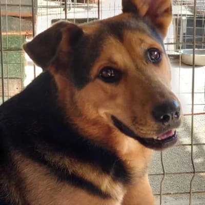 Samira, female 5yo Mixed Breed for adoption at Stichting Happy Dogs of Romania, KG Uithoorn