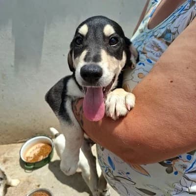 Sammy, male puppy Mixed Breed for adoption at Stichting Happy Dogs of Romania, KG Uithoorn