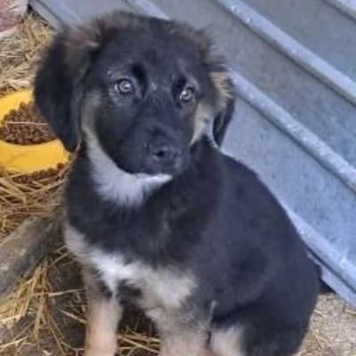 Sandy, female puppy Mixed Breed for adoption at Stichting Happy Dogs of Romania, KG Uithoorn