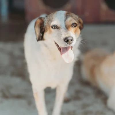 Sandy, female young Mixed Breed for adoption at Stichting Happy Dogs of Romania, KG Uithoorn