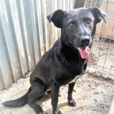Shenja, female 7yo Mixed Breed for adoption at Stichting Happy Dogs of Romania, KG Uithoorn