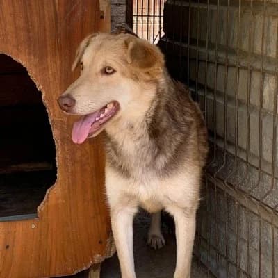 Skadi, female 3yo Mixed Breed for adoption at Stichting Happy Dogs of Romania, KG Uithoorn
