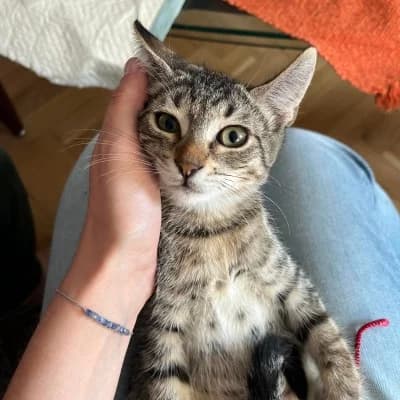 Sofia, female Mixed Breed for adoption at Stichting Happy Dogs of Romania, KG Uithoorn