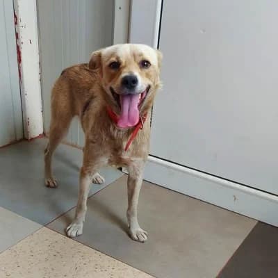 Spinner, male 3yo Mixed Breed for adoption at Stichting Happy Dogs of Romania, KG Uithoorn