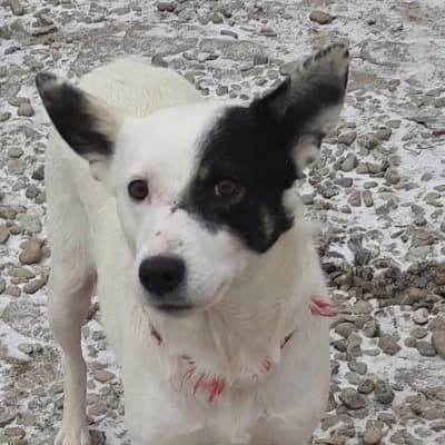 Stella, female senior Mixed Breed for adoption at Stichting Happy Dogs of Romania, KG Uithoorn