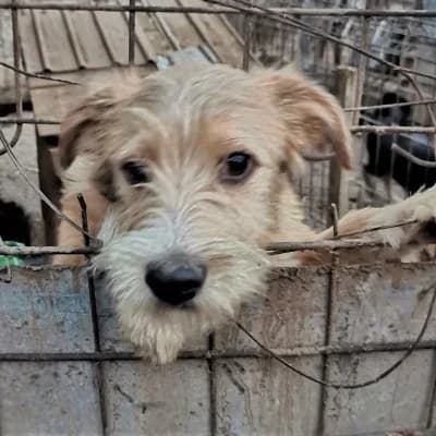 Struppi, male 4yo Mixed Breed for adoption at Stichting Happy Dogs of Romania, KG Uithoorn