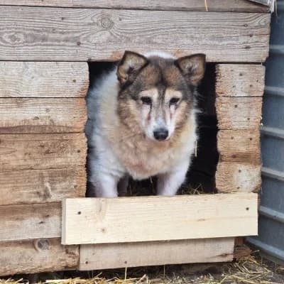 Sugar, female senior Mixed Breed for adoption at Stichting Happy Dogs of Romania, KG Uithoorn