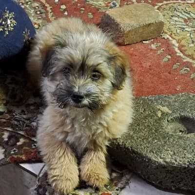 Sunny, female Mixed Breed for adoption at Stichting Happy Dogs of Romania, KG Uithoorn