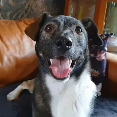 Talia, female Mixed Breed for adoption at Stichting Happy Dogs of Romania, KG Uithoorn
