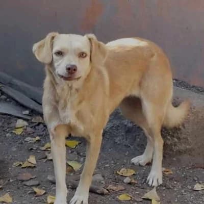 Tamy, female 4yo Mixed Breed for adoption at Stichting Happy Dogs of Romania, KG Uithoorn