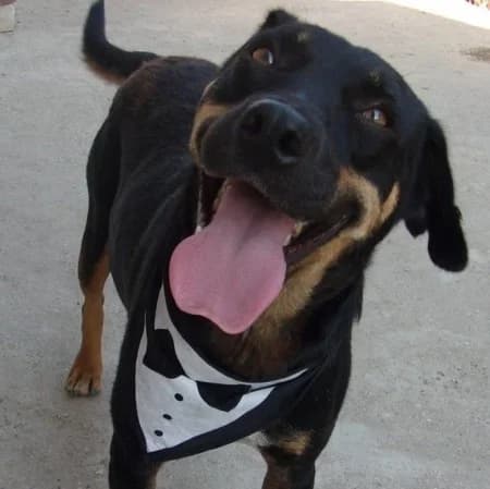 Tanky, male 6yo Mixed Breed for adoption at Stichting Happy Dogs of Romania, KG Uithoorn