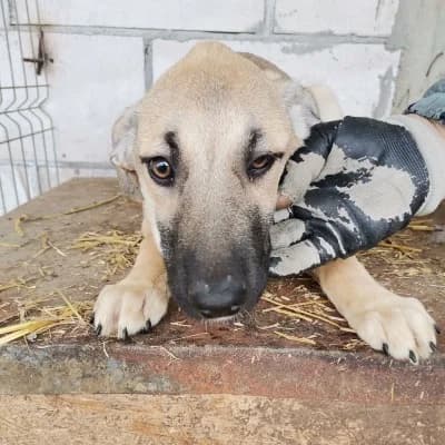Tanya, female 4yo Mixed Breed for adoption at Stichting Happy Dogs of Romania, KG Uithoorn