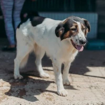 Tara, female 5yo Mixed Breed for adoption at Stichting Happy Dogs of Romania, KG Uithoorn