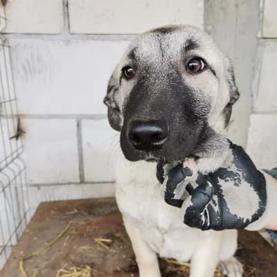 Taru, female 4yo Mixed Breed for adoption at Stichting Happy Dogs of Romania, KG Uithoorn