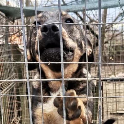 Tessa, female 4yo Mixed Breed for adoption at Stichting Happy Dogs of Romania, KG Uithoorn