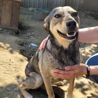 Tiffany, female 5yo Mixed Breed for adoption at Stichting Happy Dogs of Romania, KG Uithoorn