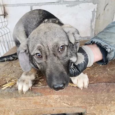 Tilly, female 4yo Mixed Breed for adoption at Stichting Happy Dogs of Romania, KG Uithoorn